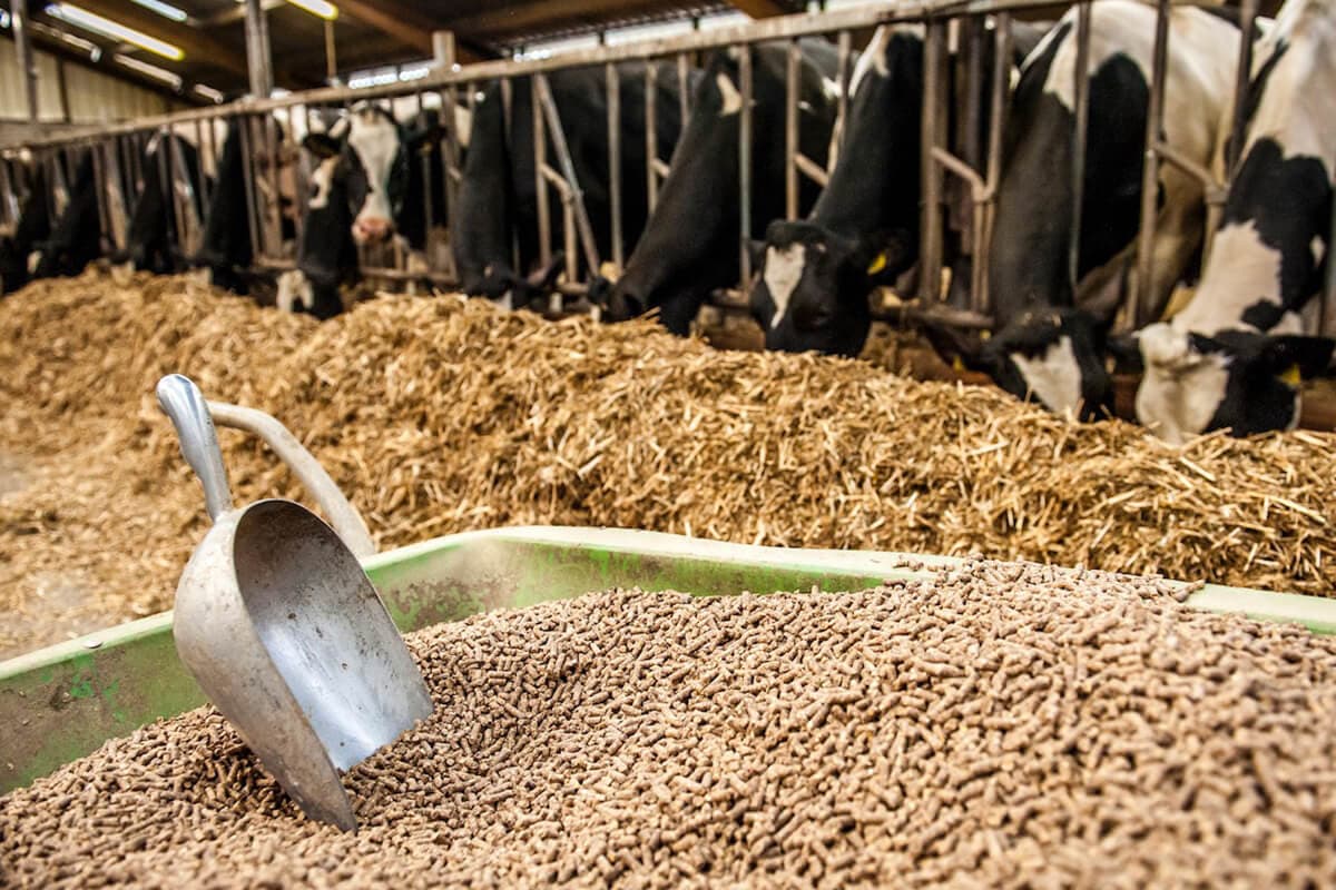 Livestock nutrition