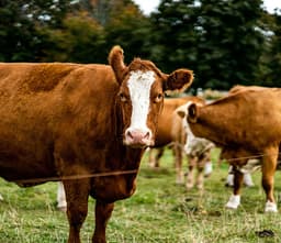 Learn 10 Best Tips for New Farmers