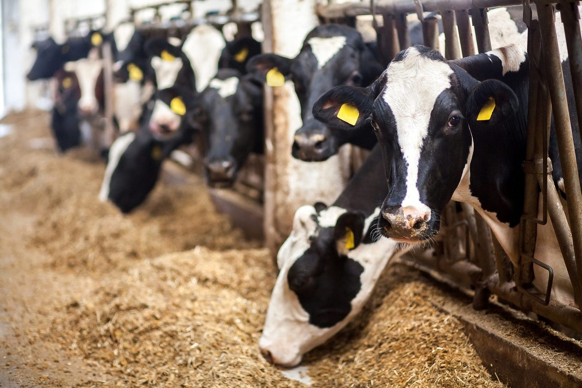 Quality Feed Formulation