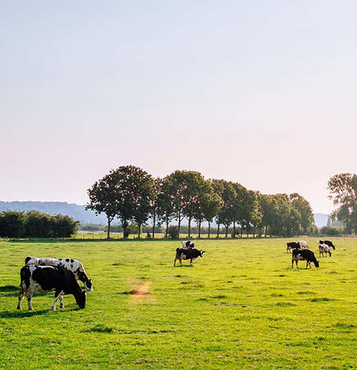 Discover Farm Tour
