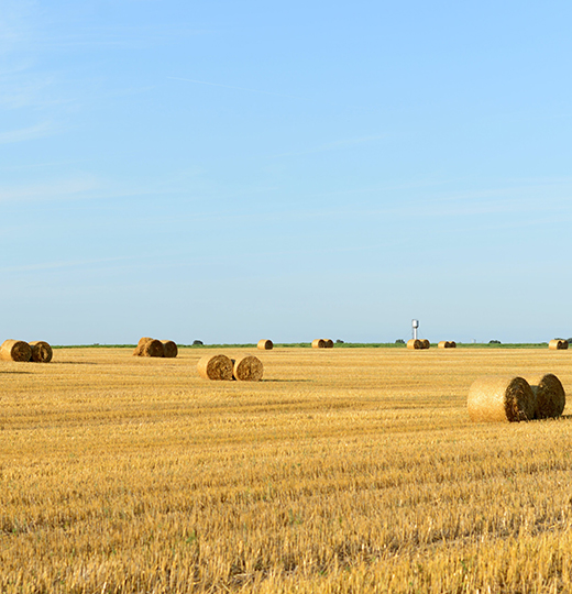 Farm In Summer